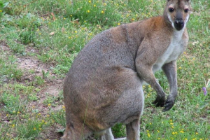 Australski je bio ispaljen s klokanom na napad na njezino dijete Australski je bio ispaljen s klokanom na napad na njezino dijete